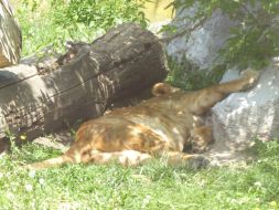 WYCIECZKA DO ZOO W ZAMOŚCIU 