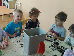 ZAKŁADAMY HODOWLĘ CEBULEK W GR I