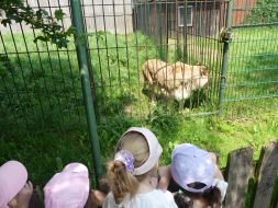  WYCIECZKA DO ZOO  