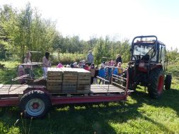 JESIENIĄ JESIENIĄ SADY SIĘ RUMIENIĄ