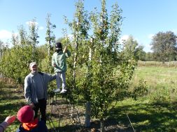JESIENIĄ JESIENIĄ SADY SIĘ RUMIENIĄ