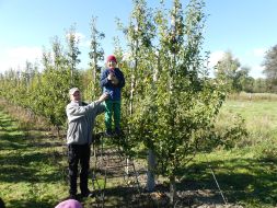 JESIENIĄ JESIENIĄ SADY SIĘ RUMIENIĄ