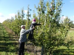JESIENIĄ JESIENIĄ SADY SIĘ RUMIENIĄ