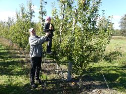 JESIENIĄ JESIENIĄ SADY SIĘ RUMIENIĄ