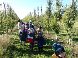 JESIENIĄ JESIENIĄ SADY SIĘ RUMIENIĄ