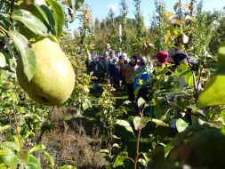 JESIENIĄ JESIENIĄ SADY SIĘ RUMIENIĄ