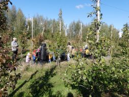 JESIENIĄ JESIENIĄ SADY SIĘ RUMIENIĄ