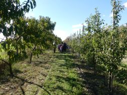 JESIENIĄ JESIENIĄ SADY SIĘ RUMIENIĄ